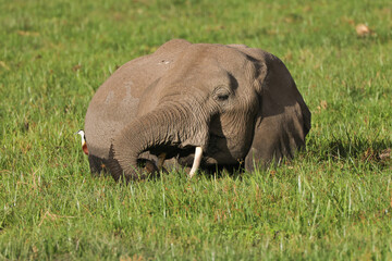 Naklejka na ściany i meble an african elephant in the green swamp of Amboseli NP