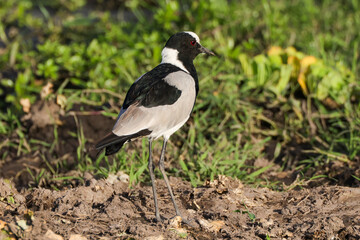 Obraz premium black and white plover bird