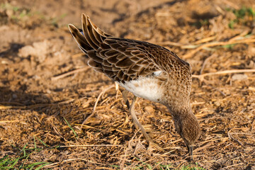 a single ruff bird in Amboseli NP