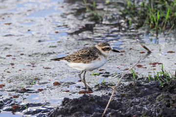 one sandpiper in the wetlands of Amboseli