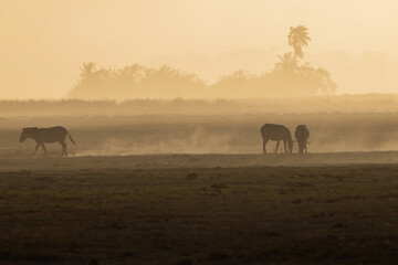Fototapeta na wymiar silhouette of zebras in the dust of Amboseli NP