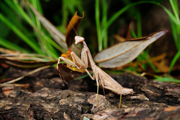 Mittelmeer-Gottesanbeterin // Mediterranean mantis (Iris oratoria) - Peloponnes, Griechenland