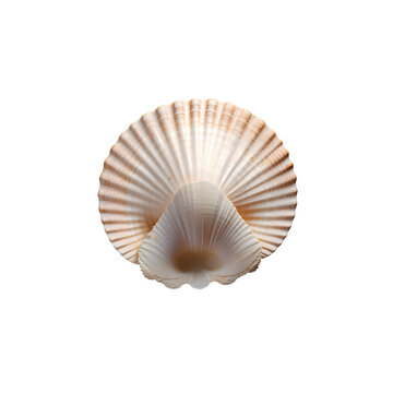 Seashell isolated png