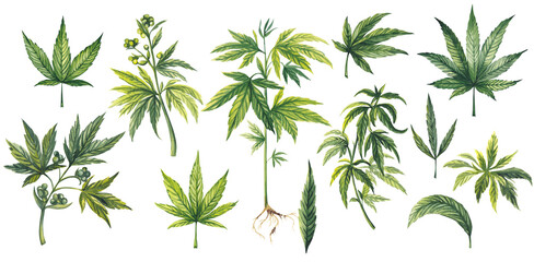 Leaves different types of Cannabis (sativa, indica). Medicinal plant Marijuana plants with leaves. Watercolor hand drawn painting illustration isolated on transparent background  - obrazy, fototapety, plakaty