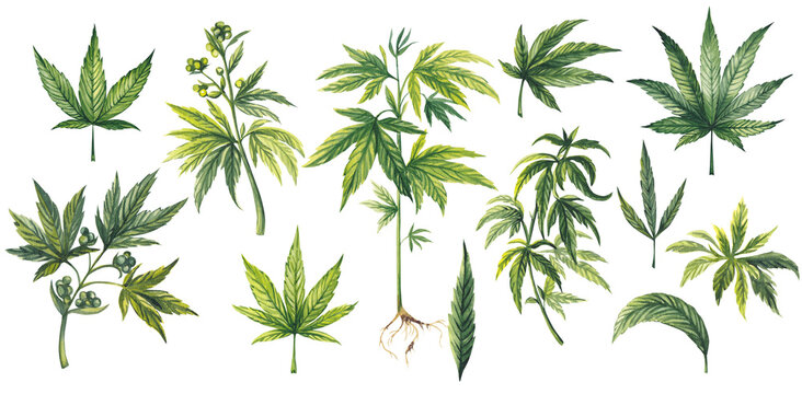 Leaves different types of Cannabis (sativa, indica). Medicinal plant Marijuana plants with leaves. Watercolor hand drawn painting illustration isolated on transparent background 