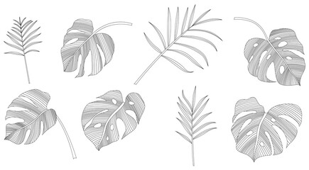 Set of hand drawn tropical leaves. Black and white absrast illustration collection.
