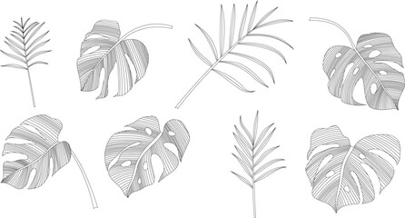 Set of hand drawn tropical leaves. Black and white absrast illustration collection.