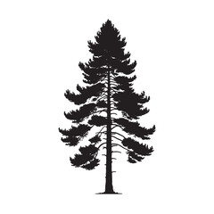 Pine trees silhouettes