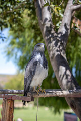Obraz premium estilo de vida de águila en centro recreativo 