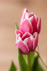 Fototapeta premium detail of pental pink and white tulip close-up against the background of other pink tulips