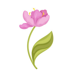 Colorful spring pink tulip flower. Vector graphics.