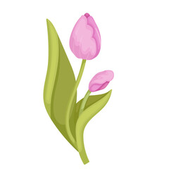 Colorful spring pink tulip flower. Vector graphics.