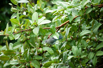 Tanager eats a guava
