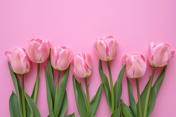 Fototapeta premium pink tulips against a pink background