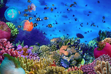 Corals reef - 716921624