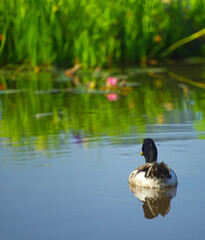 duck on the lake