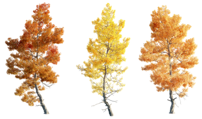 Acer buergerianum 4k png