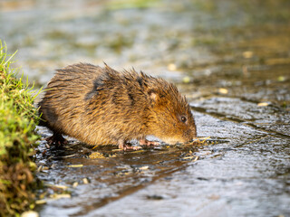 Water Vole on a Frozen Pond