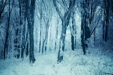 mysterious winter forest with frozen trees