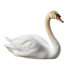 Swan clip art