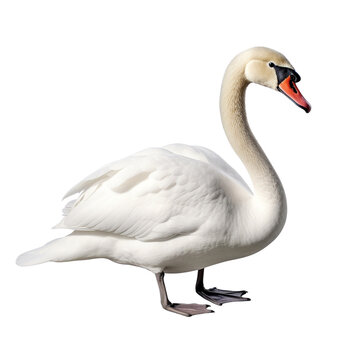 recommend clip art: Swan clip art