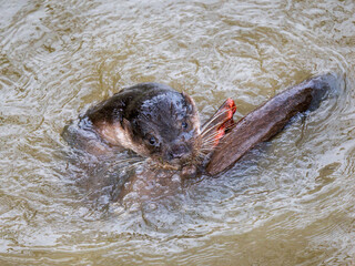 Fototapeta premium Otter Playing in a Lake