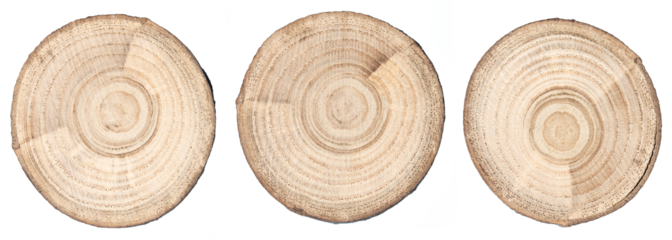 Tree trunk slice set isolated on transparent background