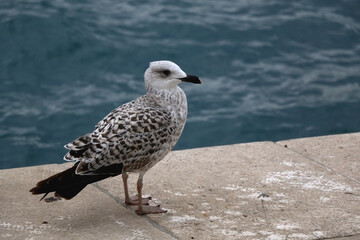 Seagull standing on the rock by the sea. Selective focus.