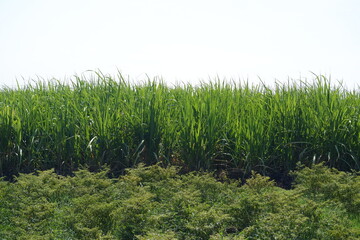 Sugar cane plantation with green leaves and ripe sugarcane plants