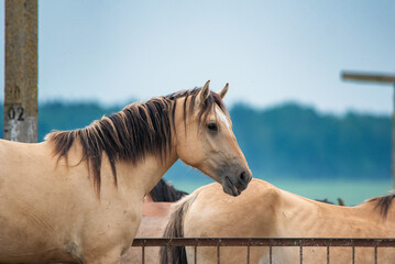 Beautiful thoroughbred horses on a ranch field.