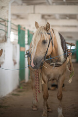 Obraz premium Beautiful thoroughbred horses on a ranch field.