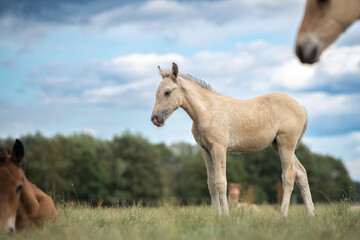 Fototapeta premium Beautiful thoroughbred horses on a ranch field.
