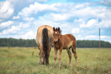 Obraz premium Beautiful thoroughbred horses on a ranch field.