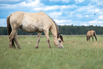 Naklejka na ściany i meble Beautiful thoroughbred horses on a ranch field.