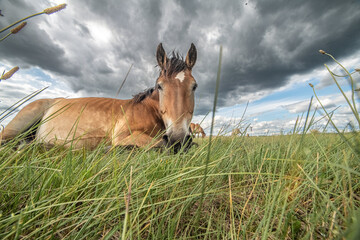 Beautiful thoroughbred horses on a ranch field.
