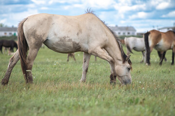 Naklejka na ściany i meble Beautiful thoroughbred horses on a ranch field.