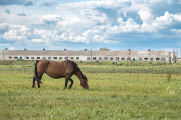 Beautiful thoroughbred horses on a ranch field.