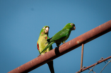 Green parrot couple