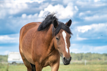 Obraz premium Beautiful thoroughbred horses on a ranch field.