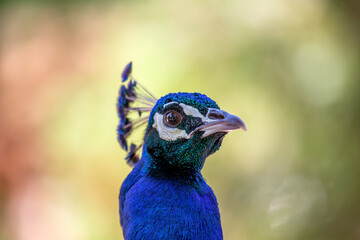 Indian Peafowl (Pavo cristatus) in India