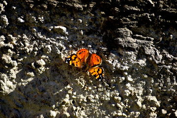 Una mariposa monarca sobre un muro gris