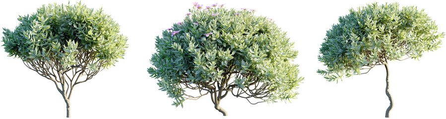 Cistus albidus 4k png