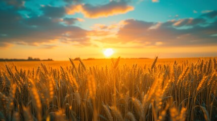 Fototapeta premium beautiful landscape of a wheat field with a beautiful sunset