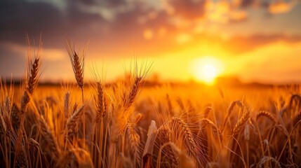 Beautiful landscape of a wheat field with a beautiful sunset with rays of the sun during the day in high resolution and clarity. wheat field landscape concept - obrazy, fototapety, plakaty