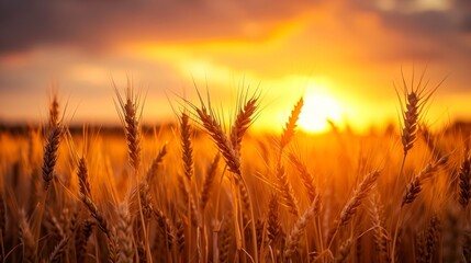Beautiful landscape of a wheat field with a beautiful sunset with rays of the sun during the day in high resolution and clarity. concept landscape wheat field beautiful real - obrazy, fototapety, plakaty