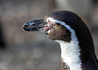 Naklejka premium Humboldt Penguin (Spheniscus humboldti) in Peru