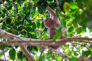 Pig-tailed Macaque (Macaca leonina) in Bangkok