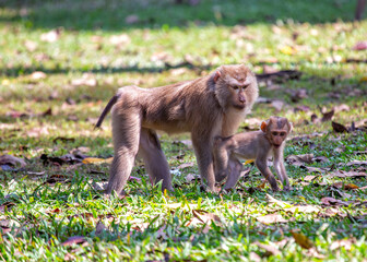 Pig-tailed Macaque (Macaca leonina) in Bangkok