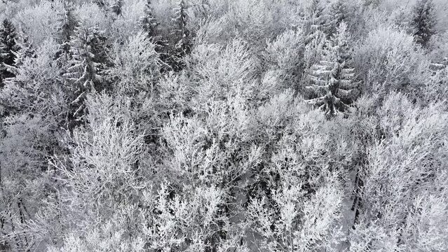 Aerial view of a winter forest on a windy day. Snowy trees on a cloudy day from bird's eye view.