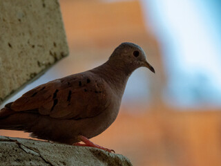 Ruddy Ground Dove looking down
